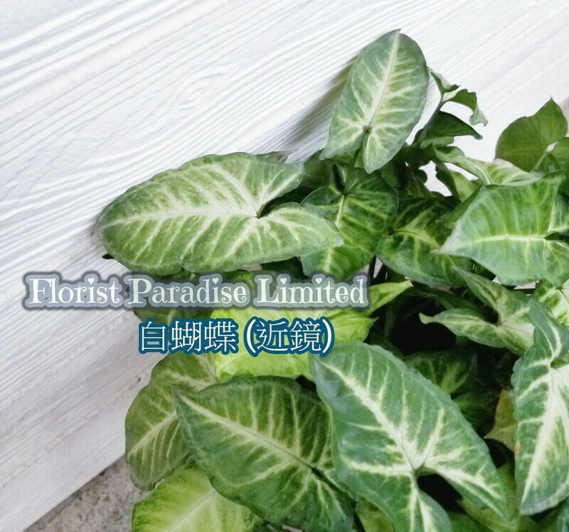 白蝴蝶