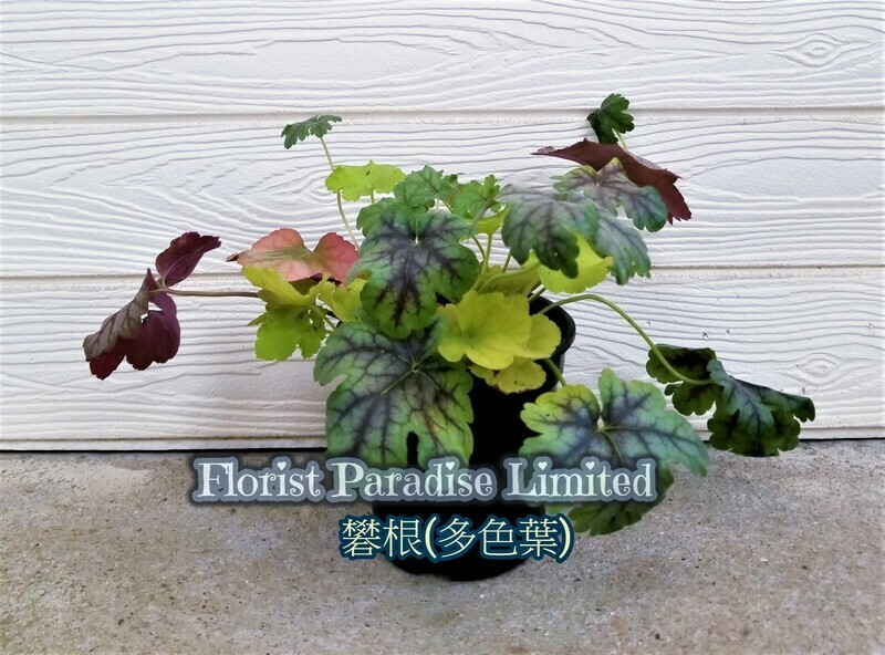 礬根
