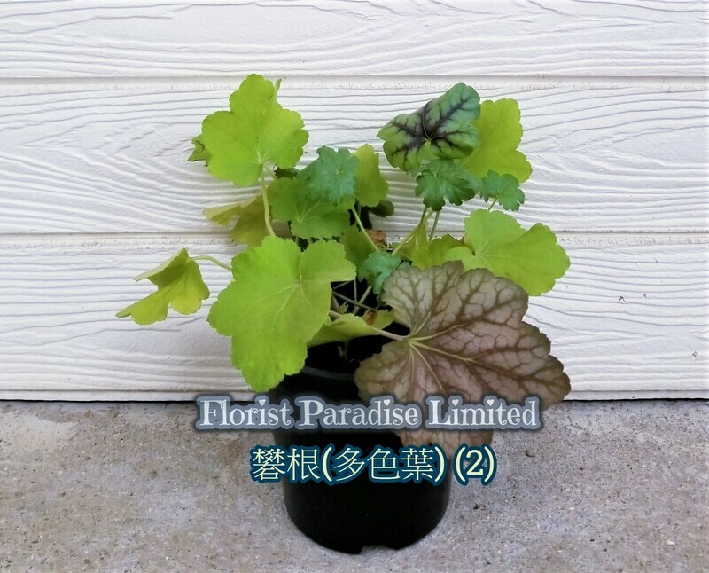 礬根