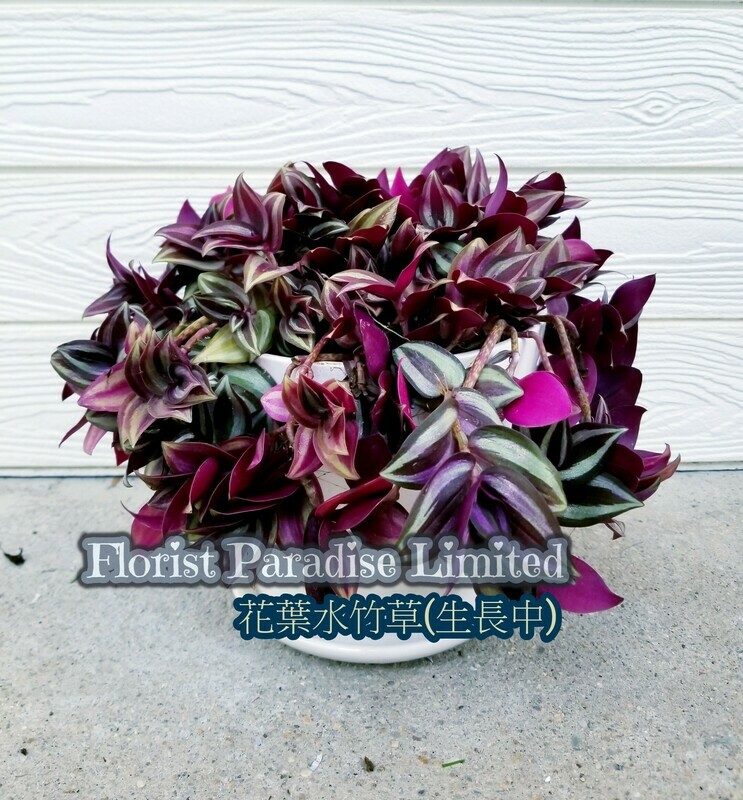 花葉水竹草