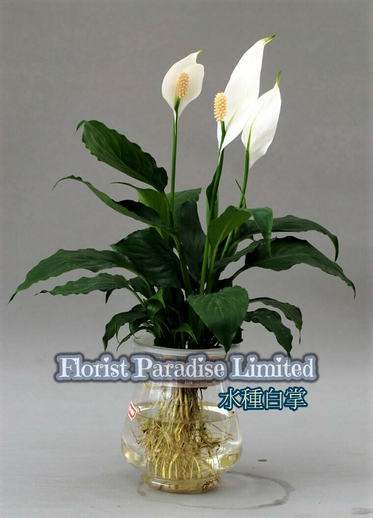 水種白掌