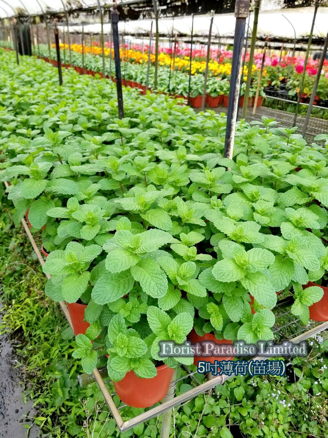 薄荷