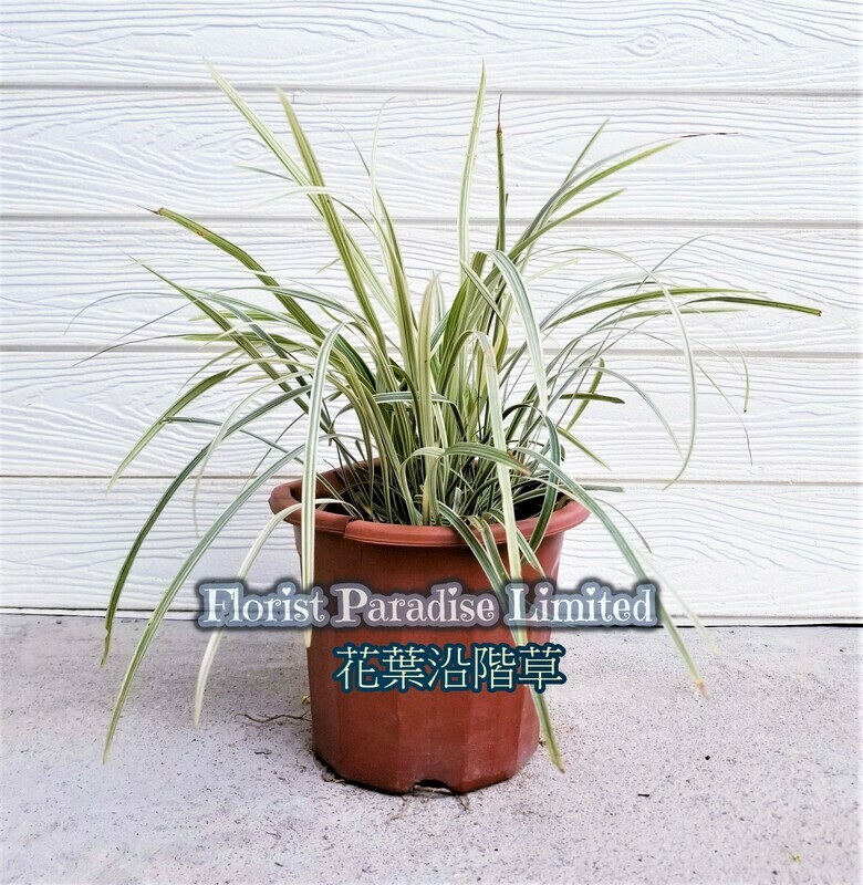 花葉沿階草