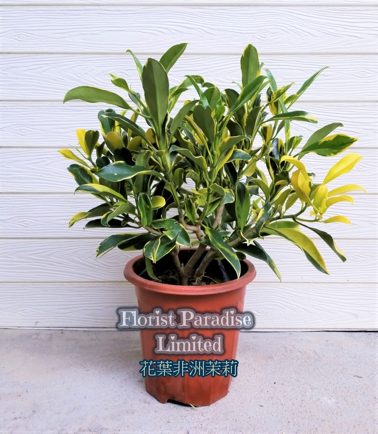 花葉非洲茉莉