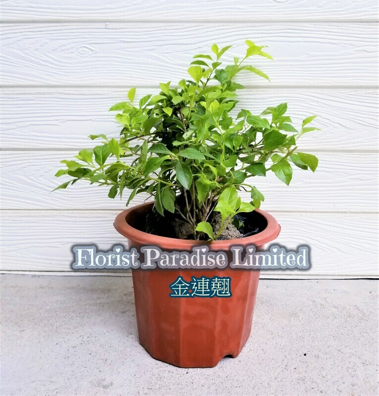 金連翹