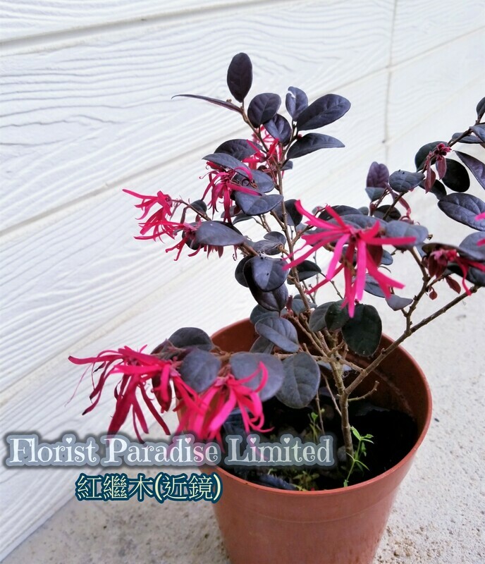 紅繼木