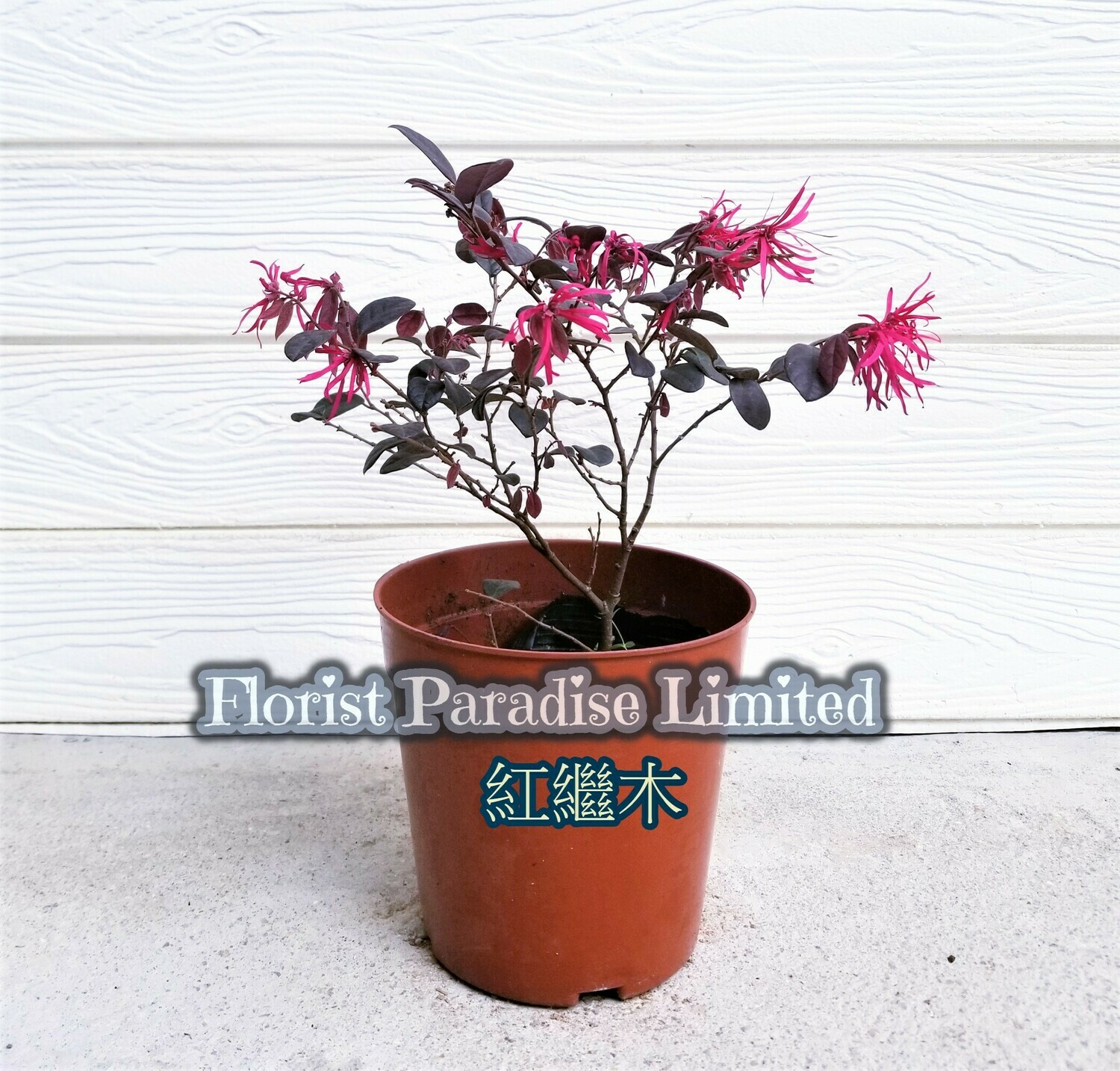 紅繼木