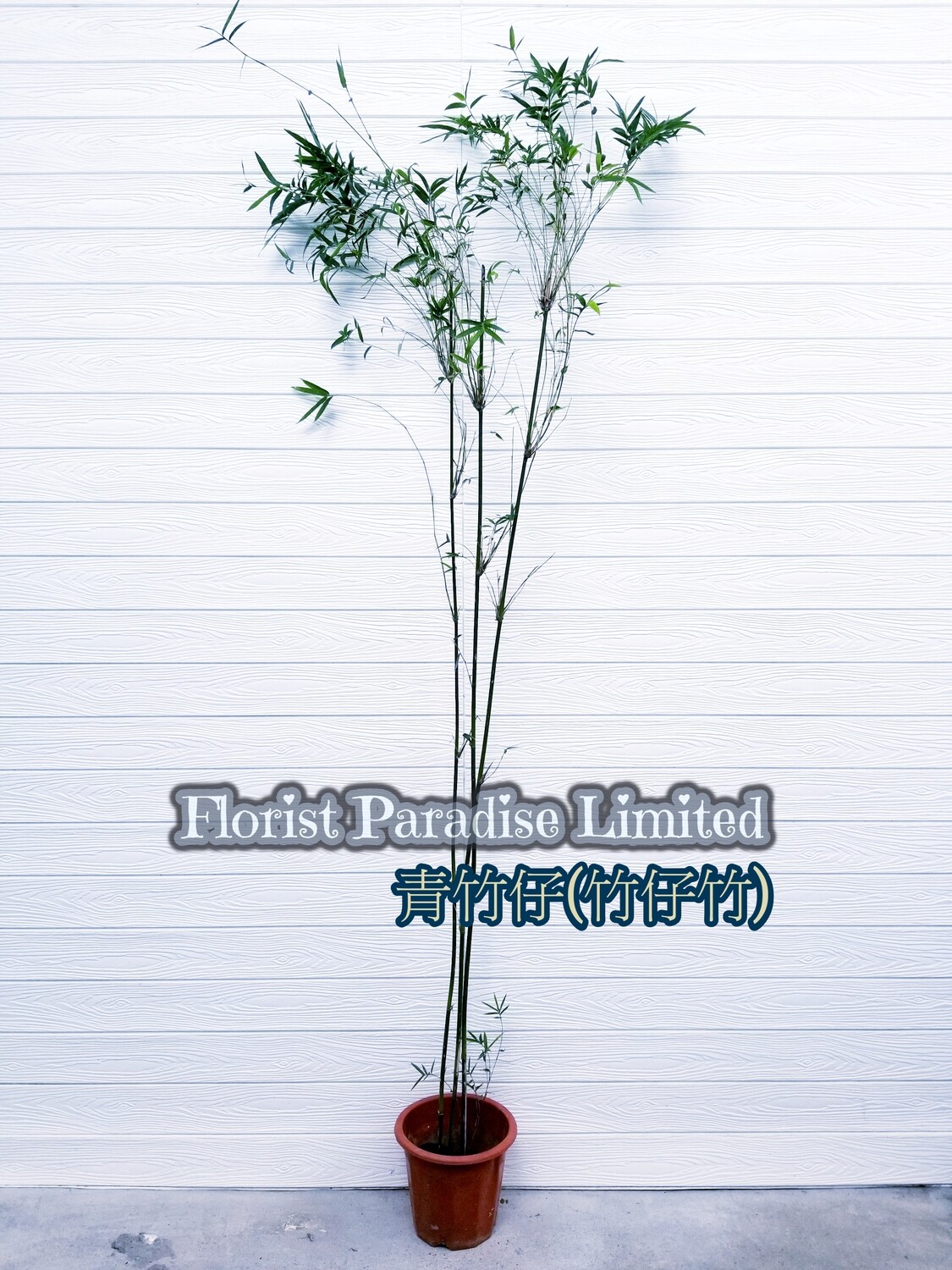 青竹仔(竹仔竹)