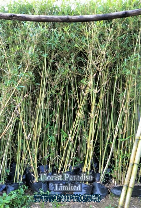青竹仔(竹仔竹)