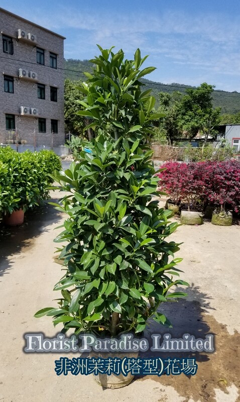 非洲茉莉(塔型)