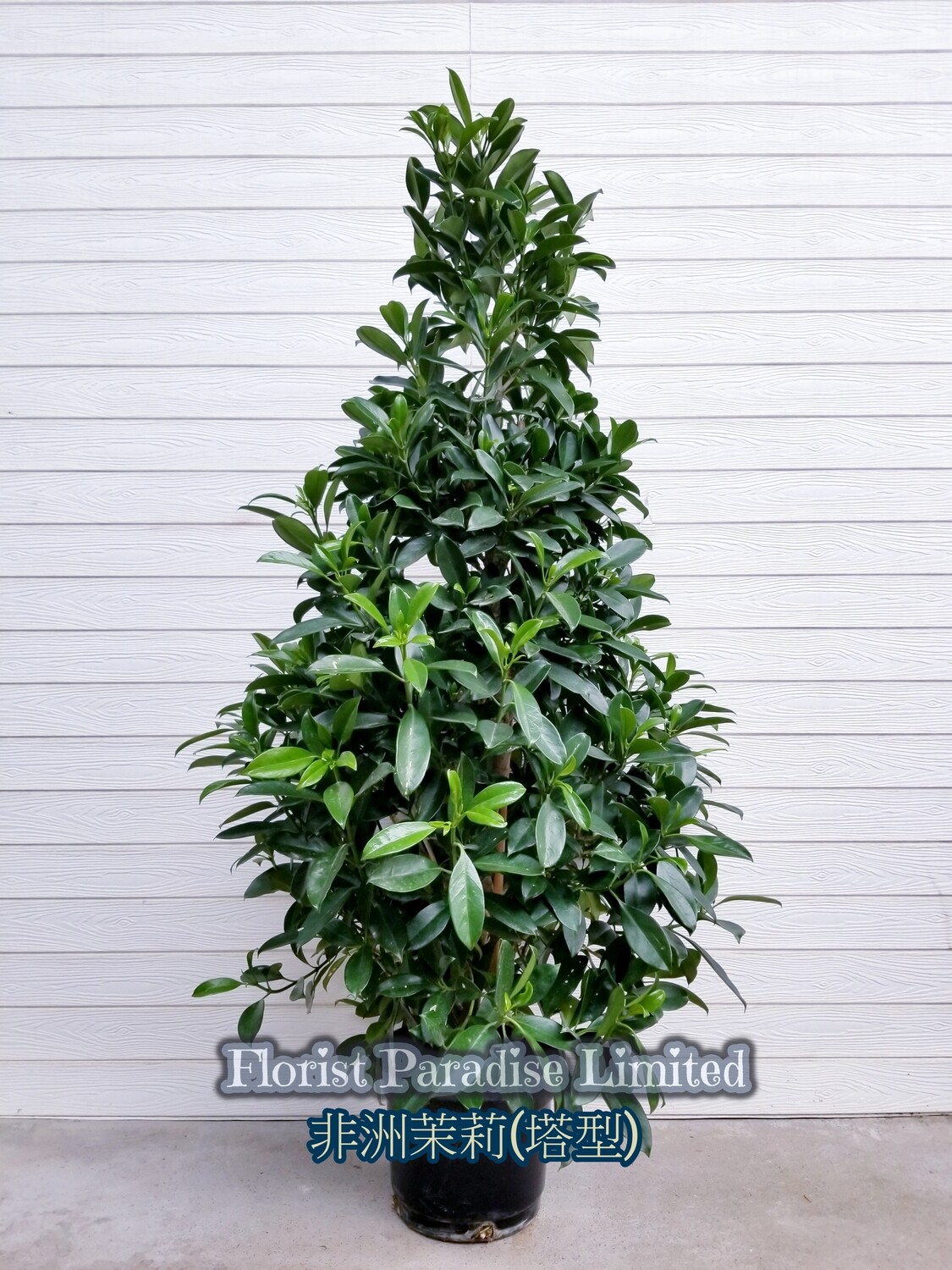 非洲茉莉(塔型)