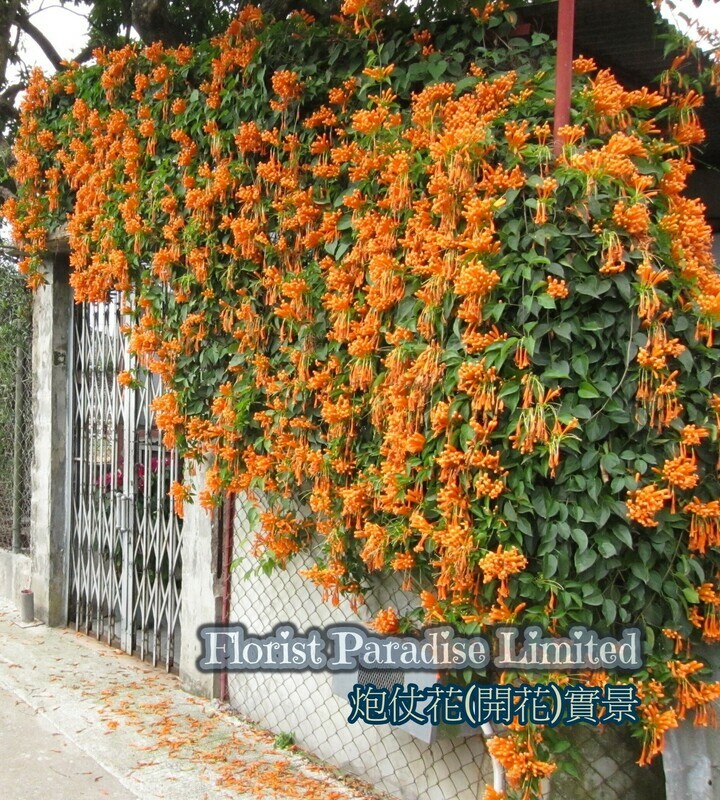 炮仗花