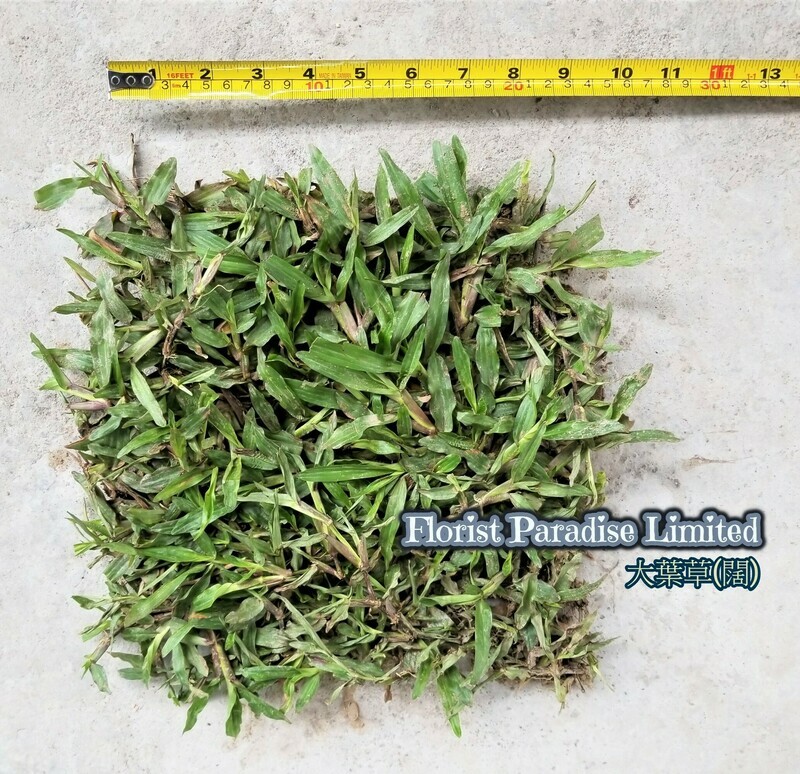 大葉草
