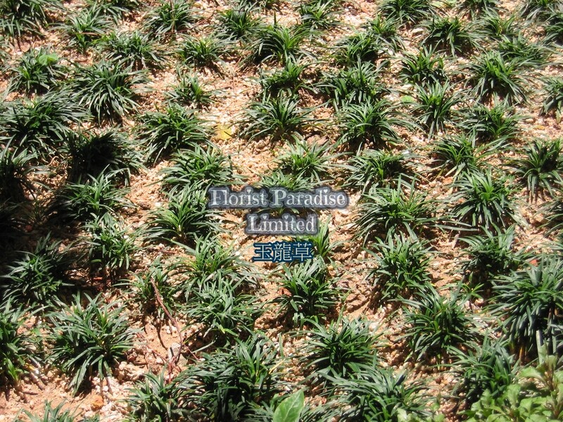 玉龍草