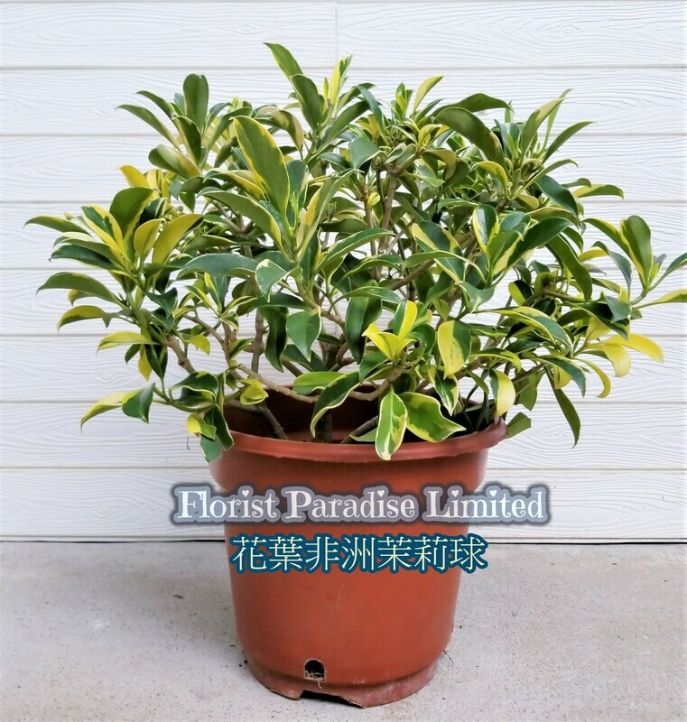 花葉非洲茉莉球