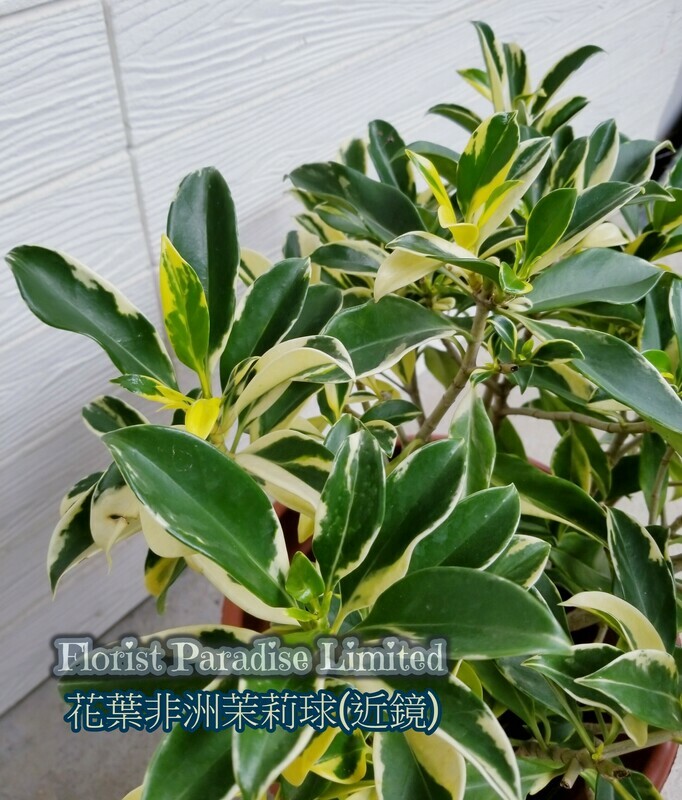 花葉非洲茉莉球