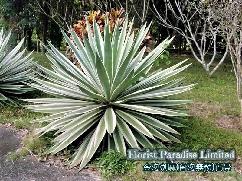 金邊劍麻