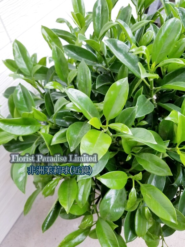 非洲茉莉球