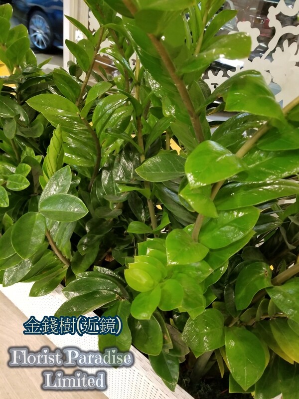 金錢樹