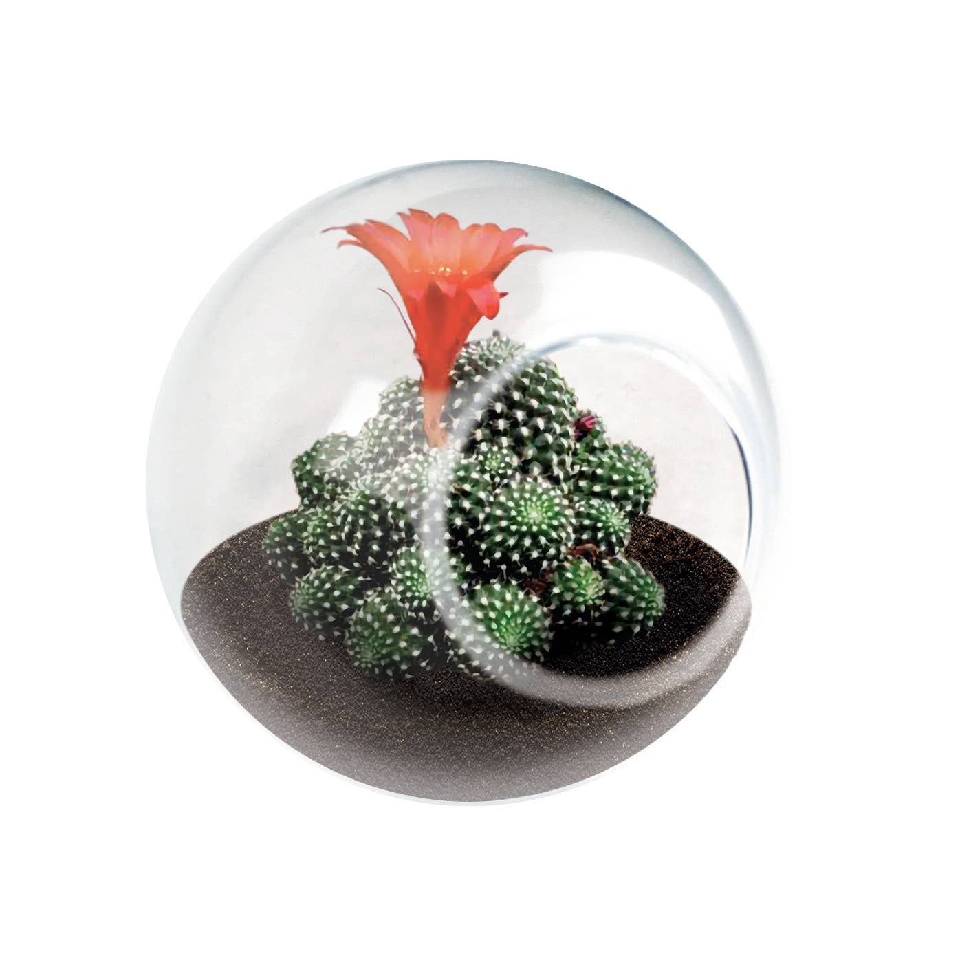 Tiny Terrarium - Crown Cactus