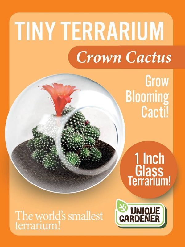 Tiny Terrarium - Crown Cactus
