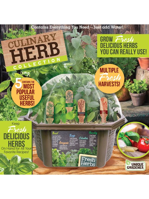 Culinary Herb Collection Seed Kit Terrarium