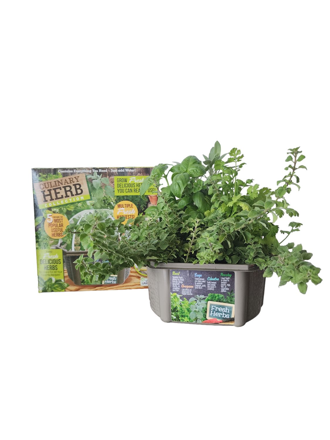 Culinary Herb Collection Seed Kit Terrarium