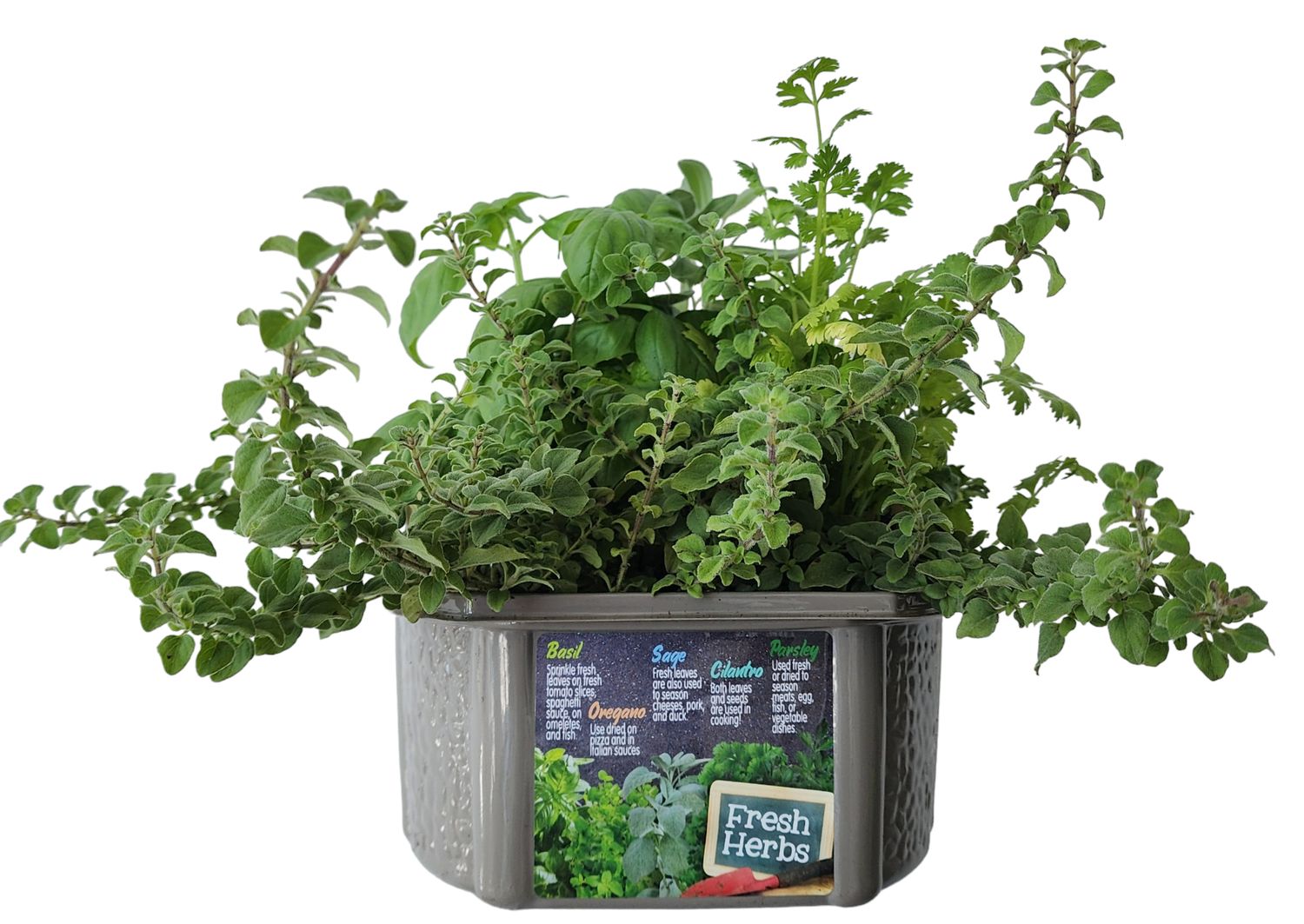 Culinary Herb Collection Seed Kit Terrarium