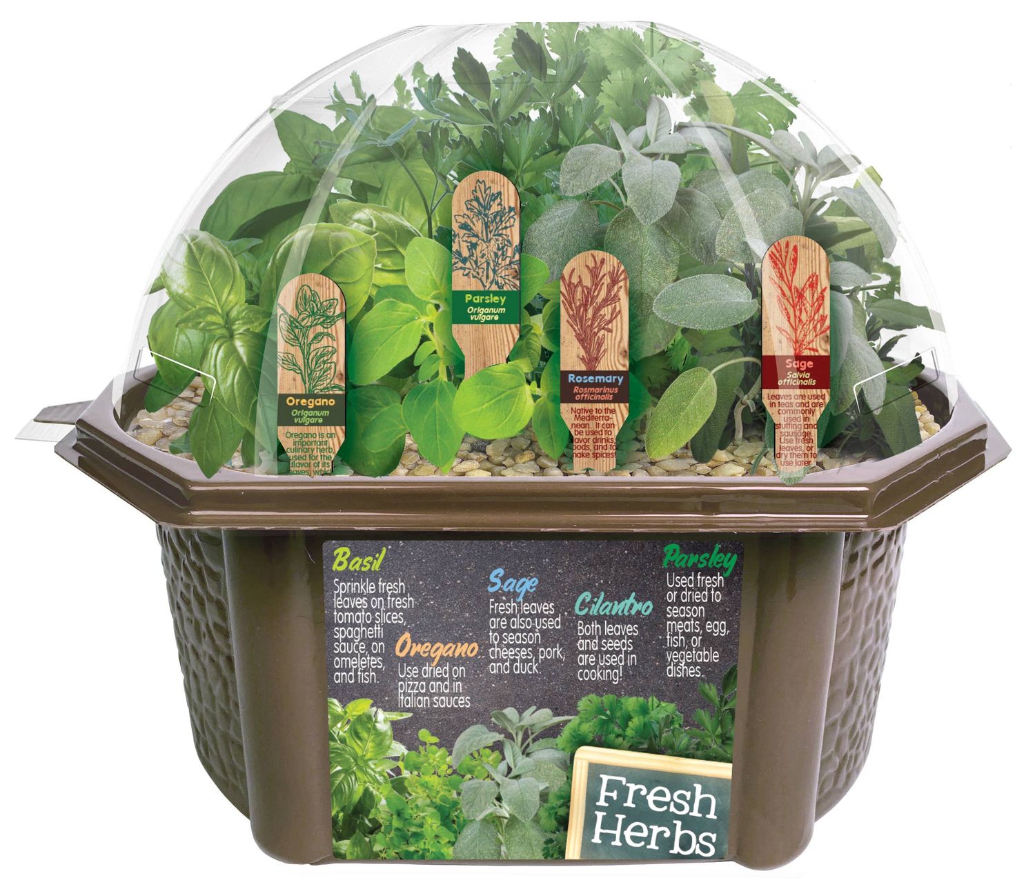 Culinary Herb Collection Seed Kit Terrarium