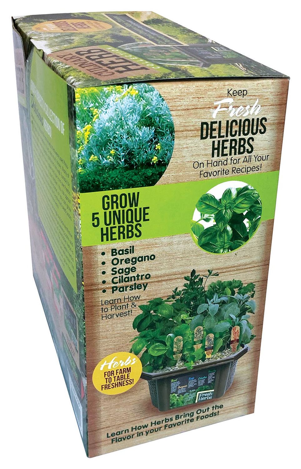 Culinary Herb Collection Seed Kit Terrarium