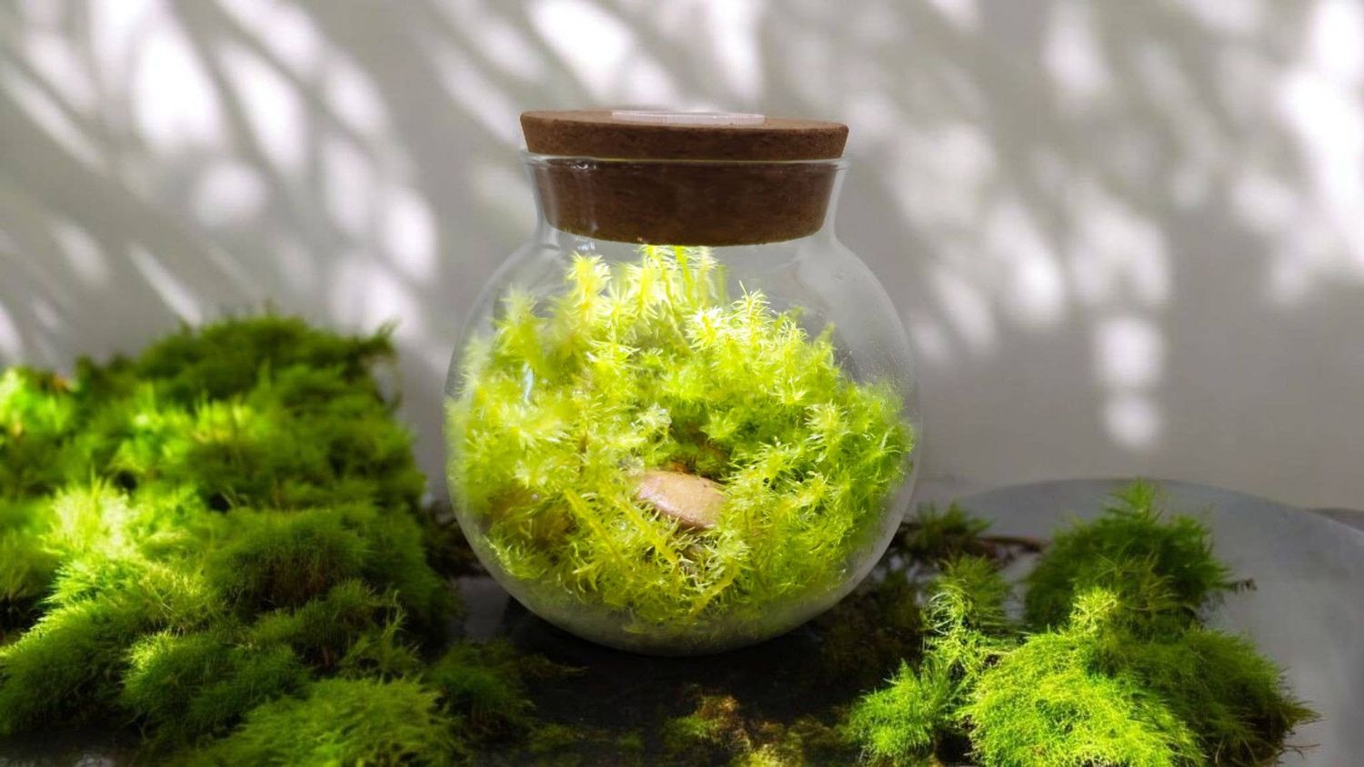MossBowl Glass Terrarium with Live Moss and LED Light