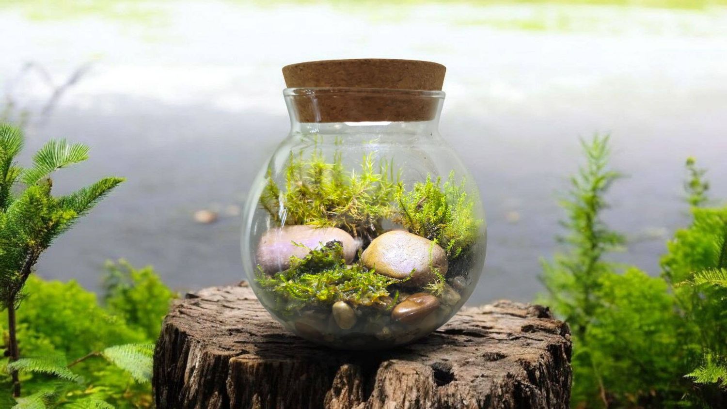 MossBowl Glass Terrarium with Live Moss and LED Light