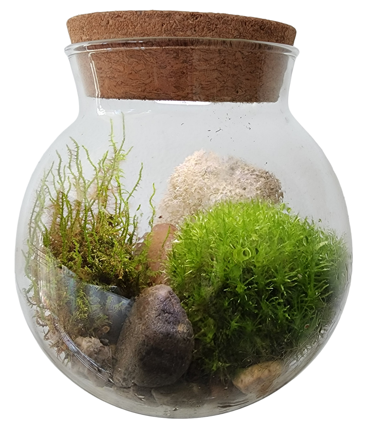 MossBowl Glass Terrarium with Live Moss and LED Light