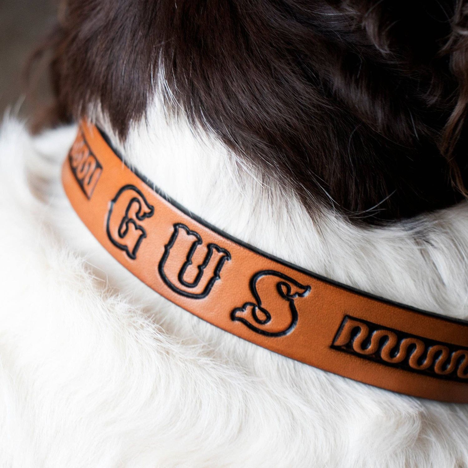 Dog Collar Kit- Leathercraft Pet DIY Project