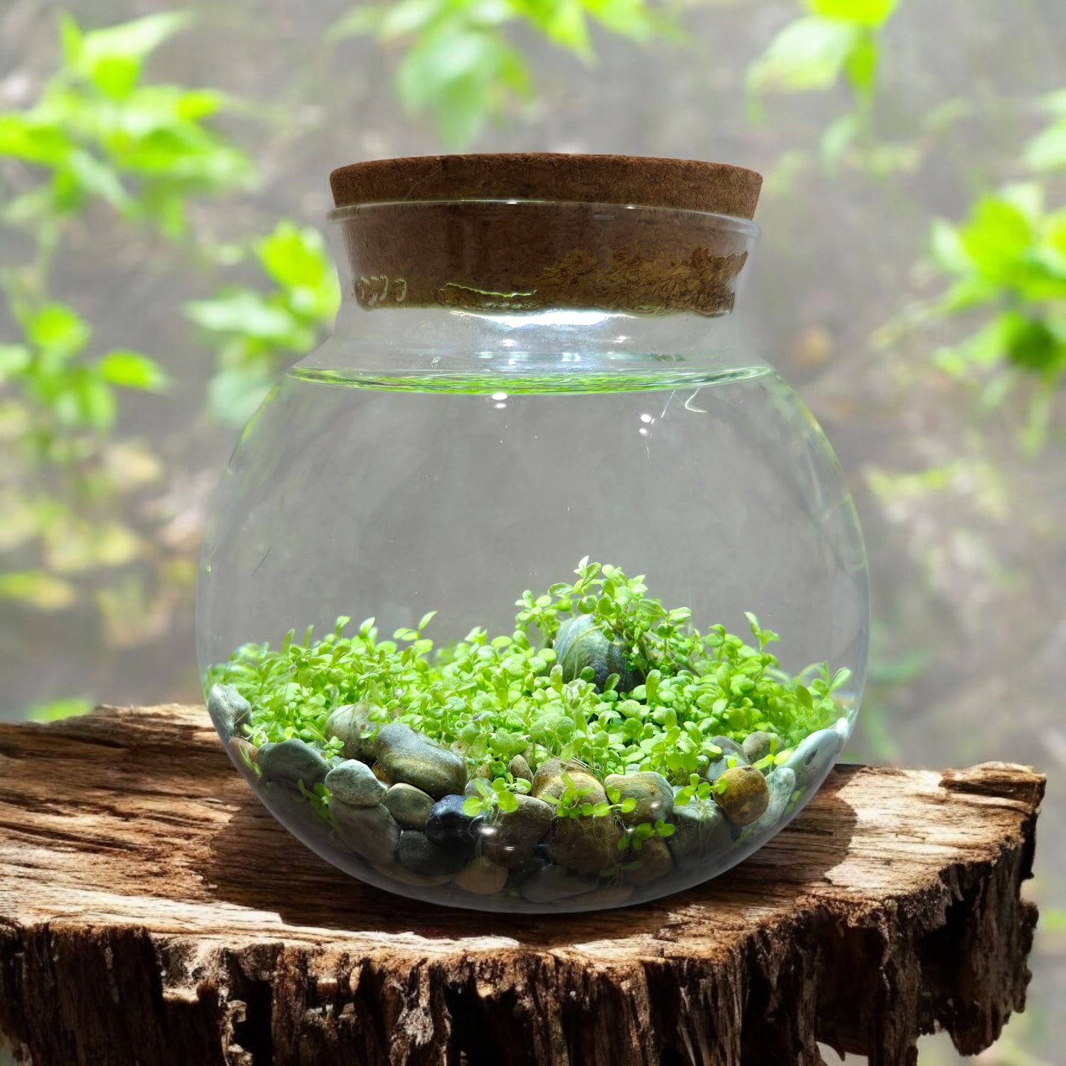 WaterPlants Aquatic Seed Kit Glass Terrarium with LED Light