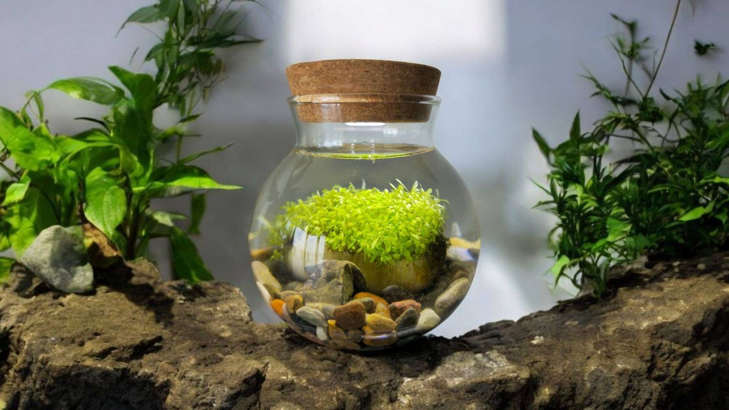 WaterPlants Aquatic Seed Kit Glass Terrarium with LED Light