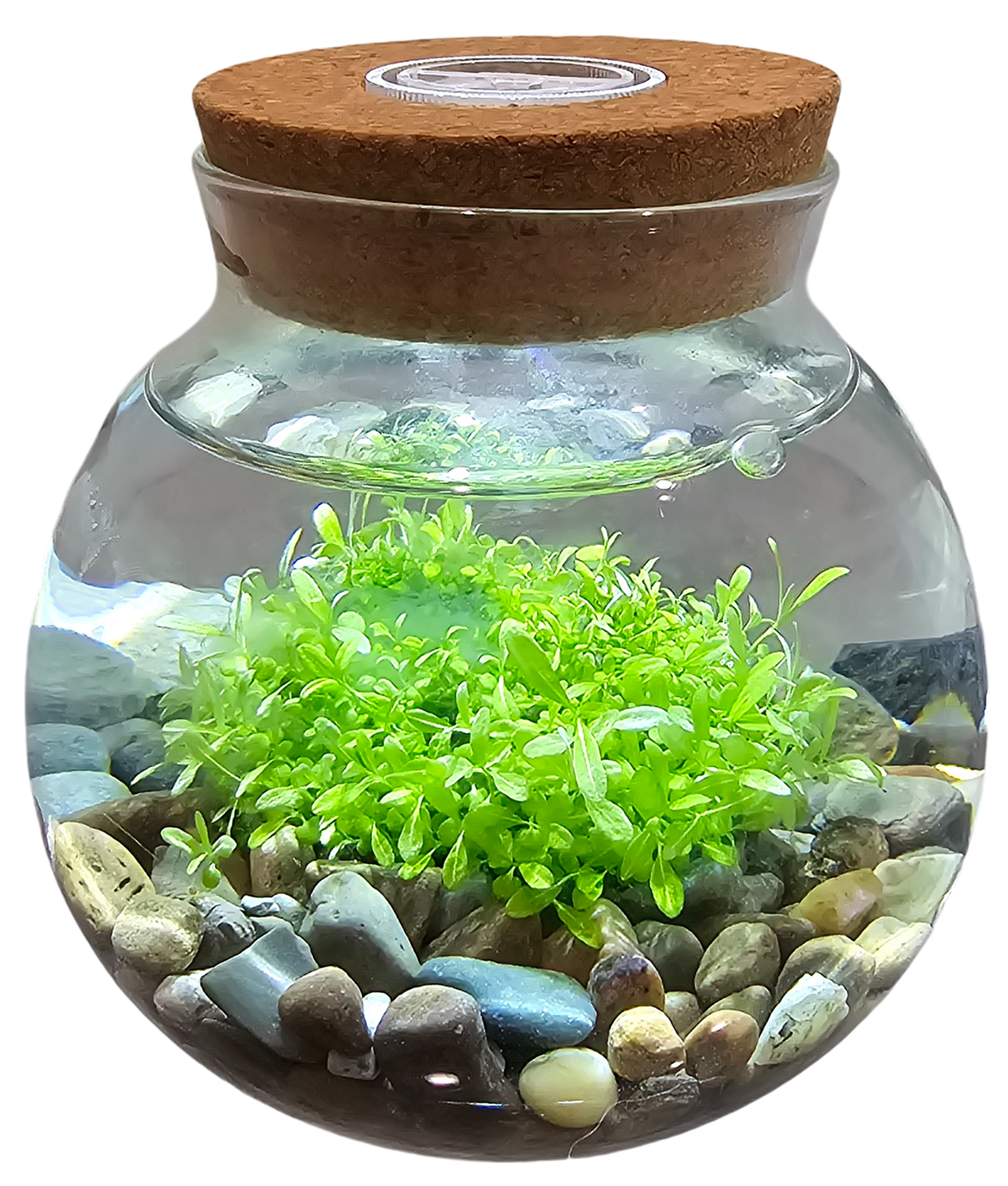 WaterPlants Aquatic Seed Kit Glass Terrarium with LED Light