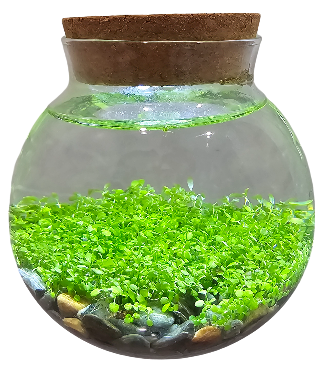 WaterPlants Aquatic Seed Kit Glass Terrarium with LED Light