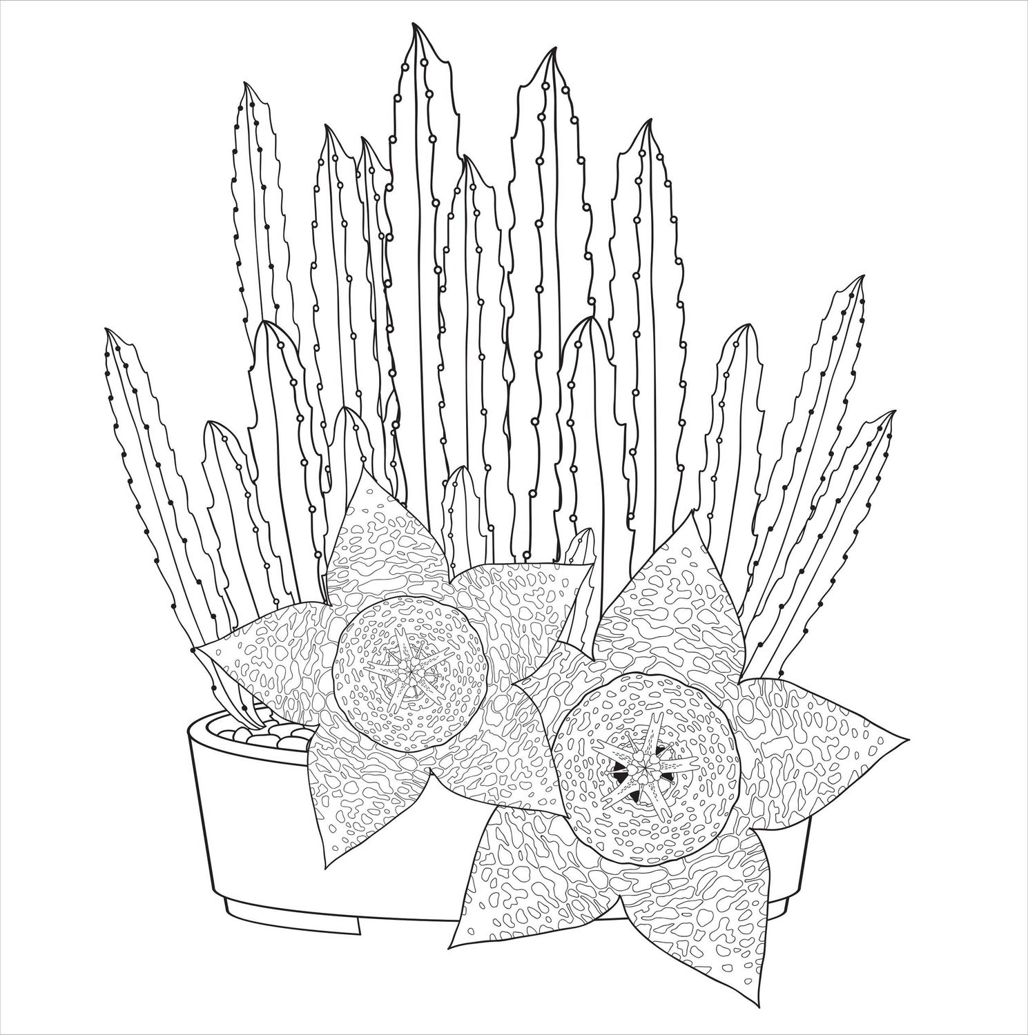 Succulents Artist's Coloring Book,Succulents Artist's Coloring Book