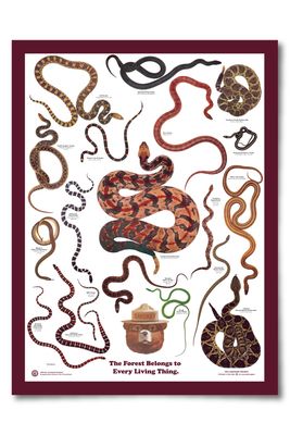 Snakes of the Forest Poster