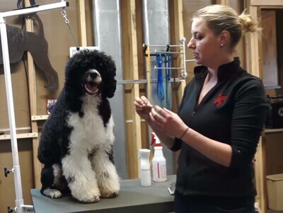 Video - How to Groom your Portuguese Water Dog: A Primer