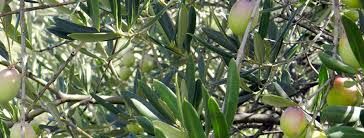 Dora &quot;Delicate Oil&quot; 1Litre Olive Oil