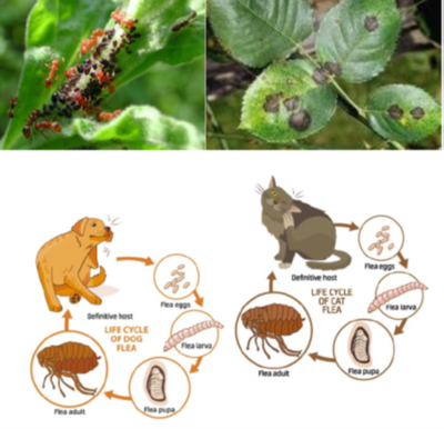 Antiparassitari Ecologici