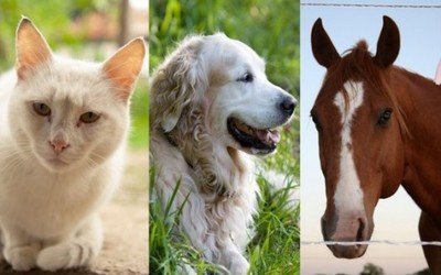 Settore Pets Animali domestici