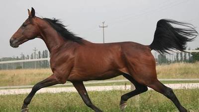 CAVALLI