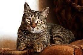 GATTI