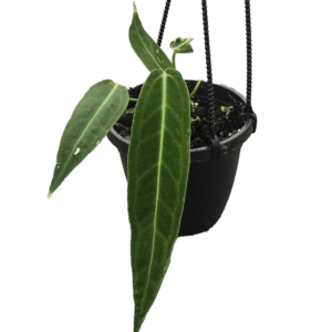 4" Anthurium Warocqueanum "Queen Anthurium"  HB