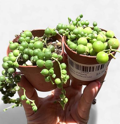 2" String of Pearls (Senecio rowleyanus)