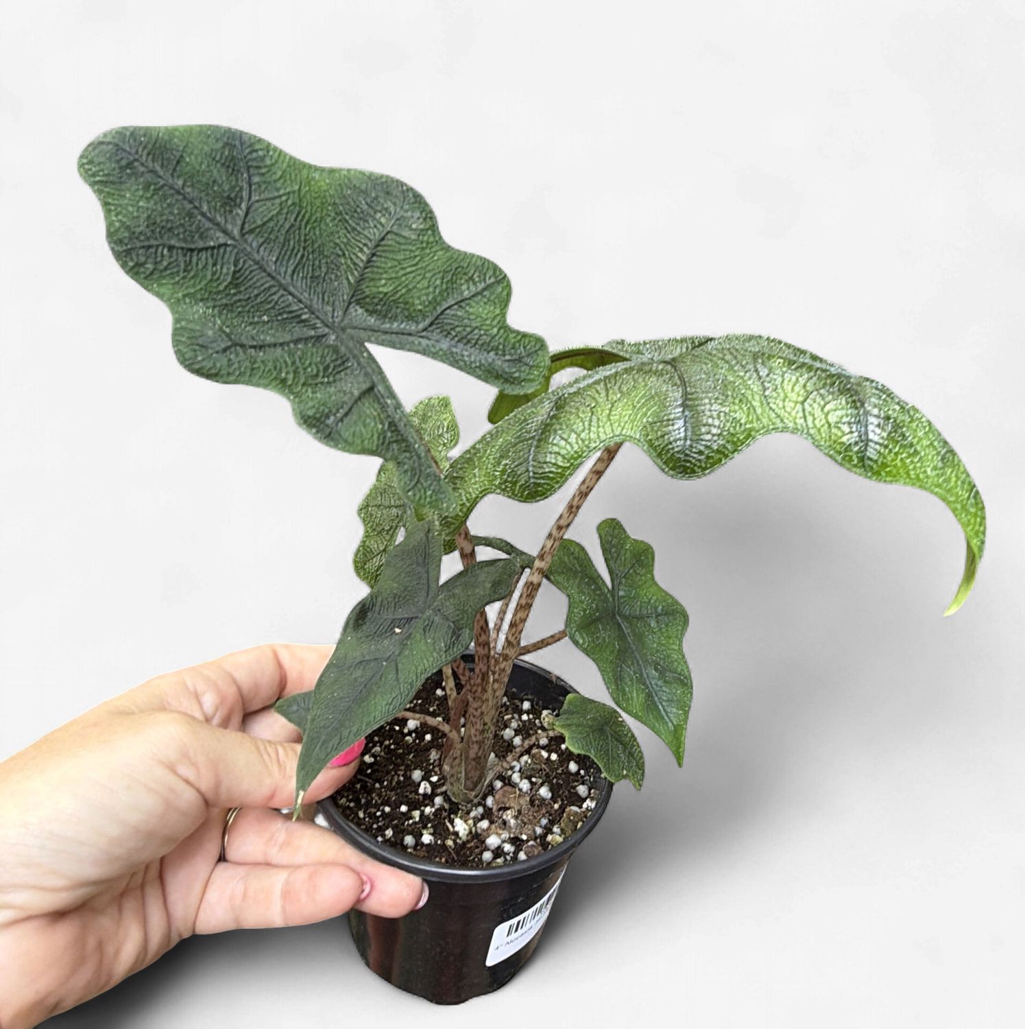4" Alocasia Jacklyn
