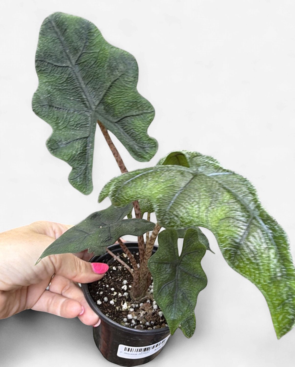 4" Alocasia Jacklyn
